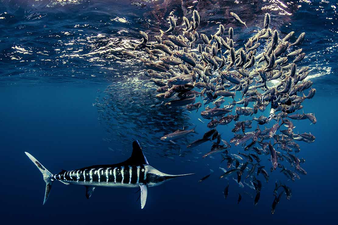 Poisson voilier en chasse de sardines au Mexique