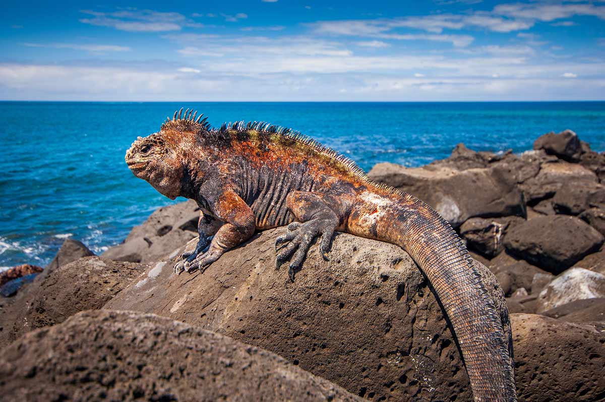 Iguane_des_iles_Galapagos