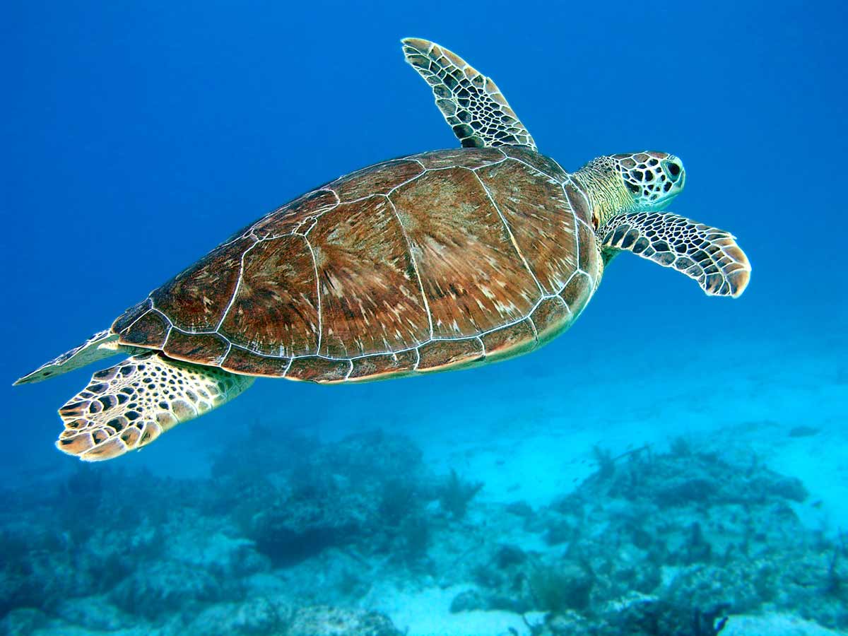 Plonger-avec-tortues-Cap-Vert
