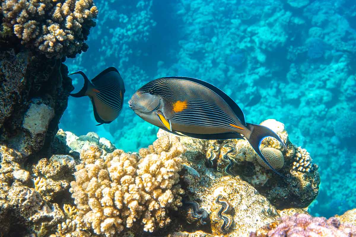 Snorkeling_plongee_aux_Seychelles