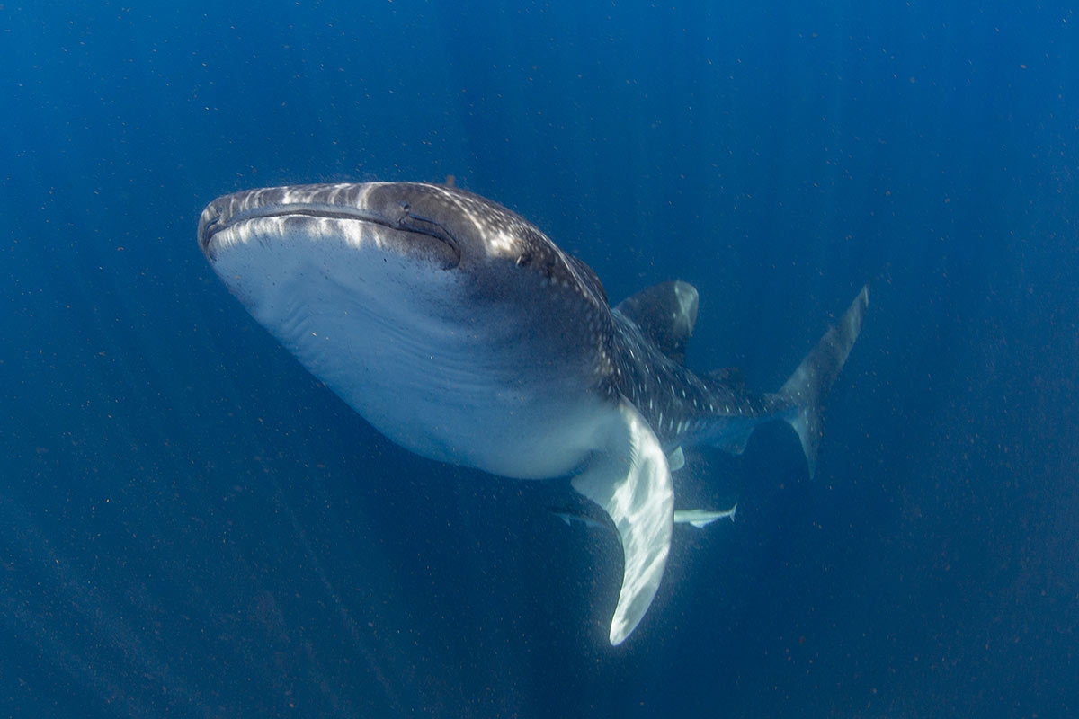 Observer-requin-baleine