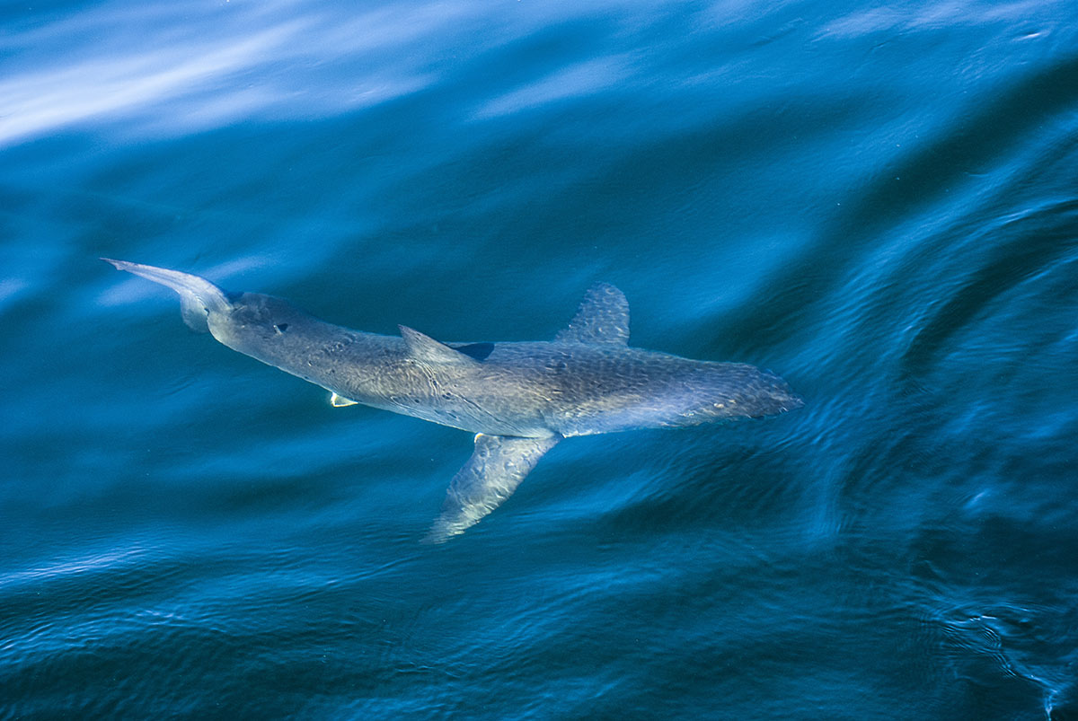 Plonger-avec-requins-Mediterranee