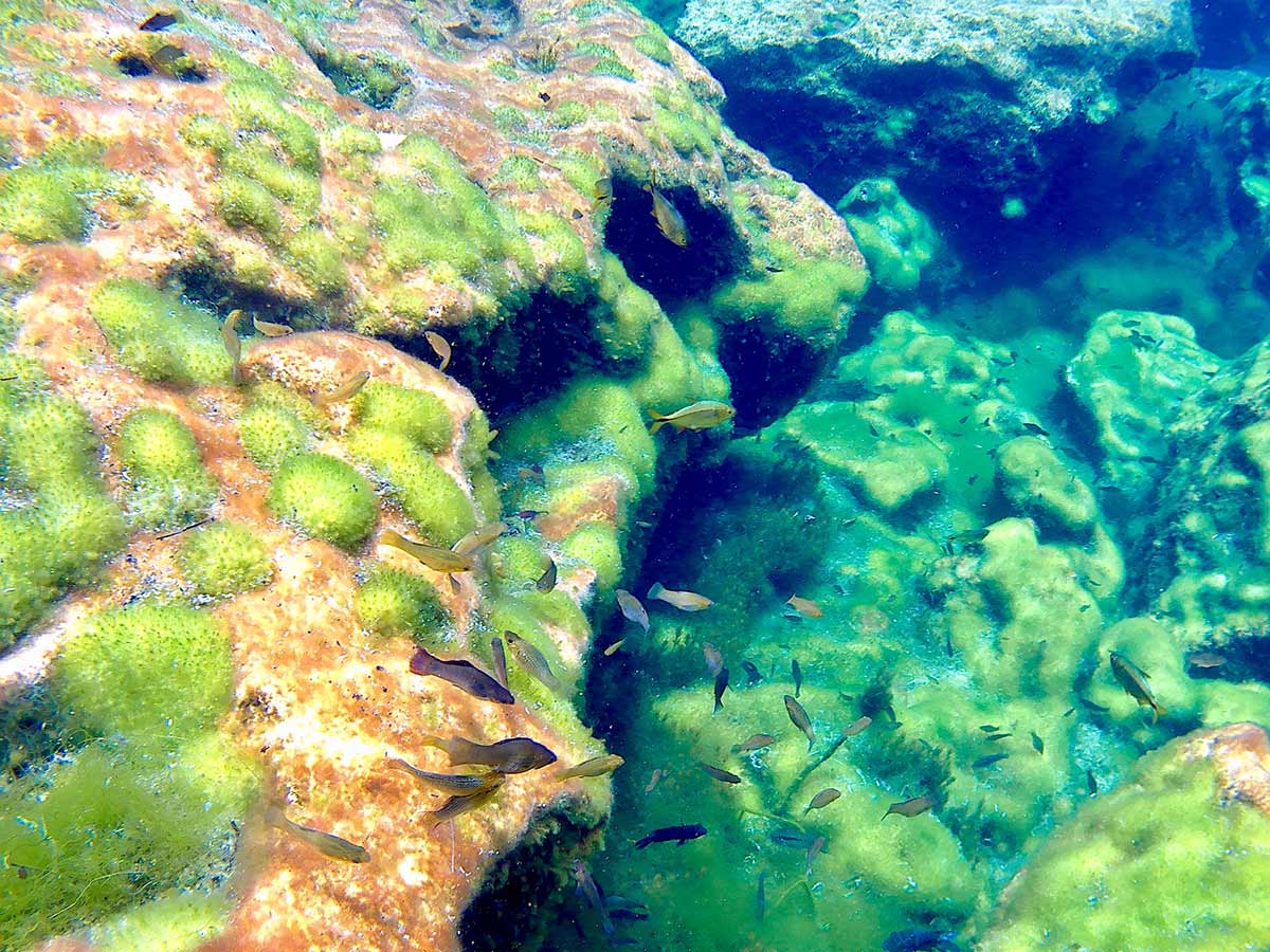 poissons-cenotes