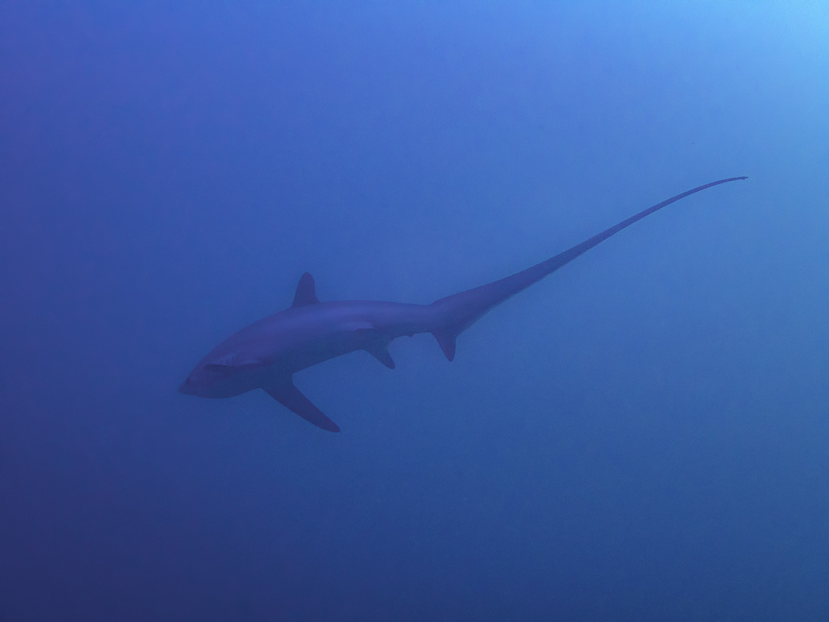Requins en Méditerranée : doit-on avoir peur de les voir s'approcher des  côtes ? 