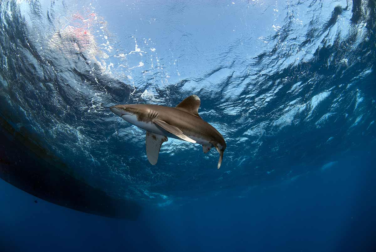 Requin-Oceanique-Egypte