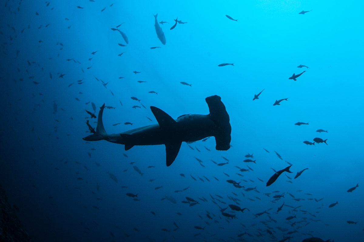 Plonger-requin-marteau