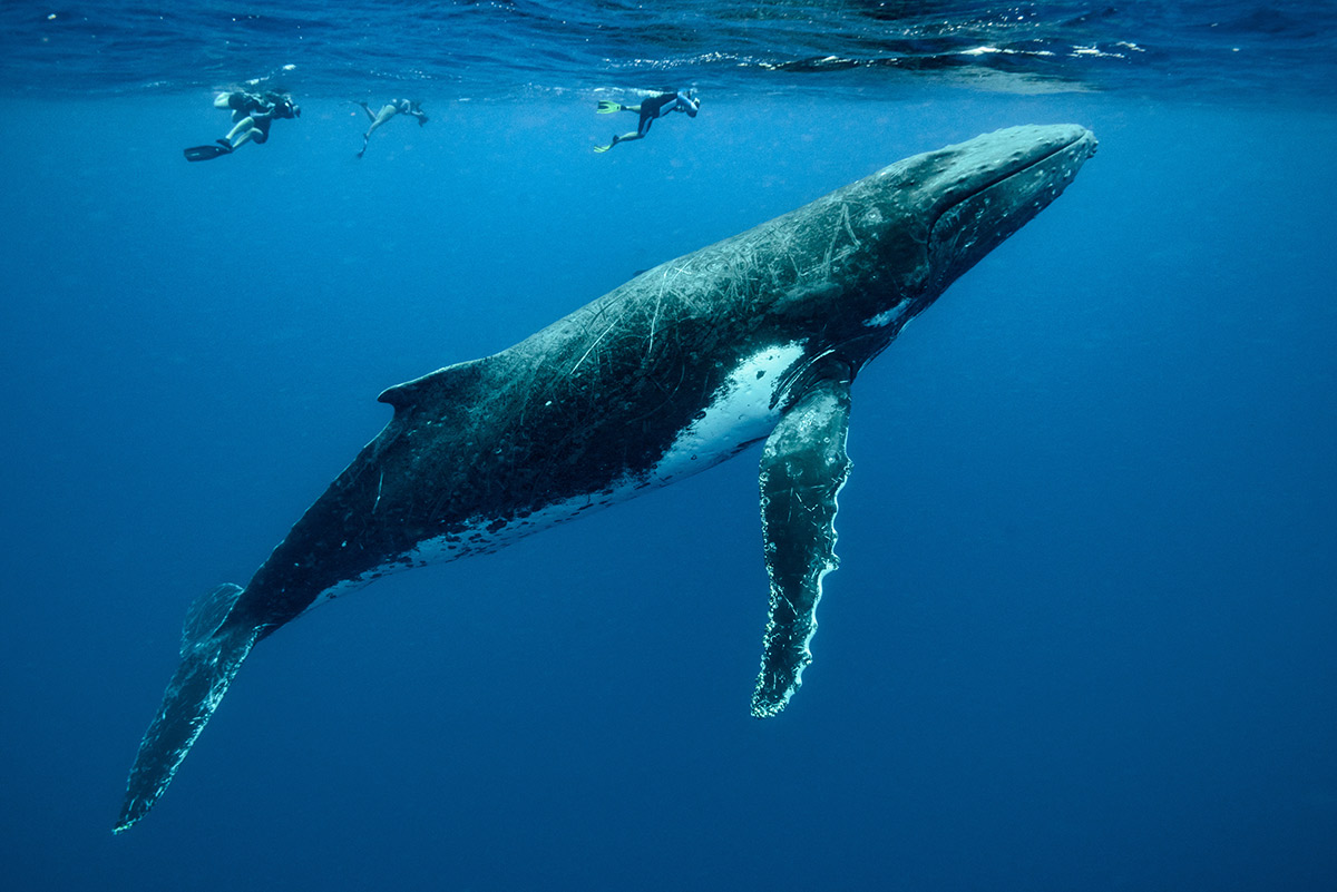 Baleines-Polynesie-française