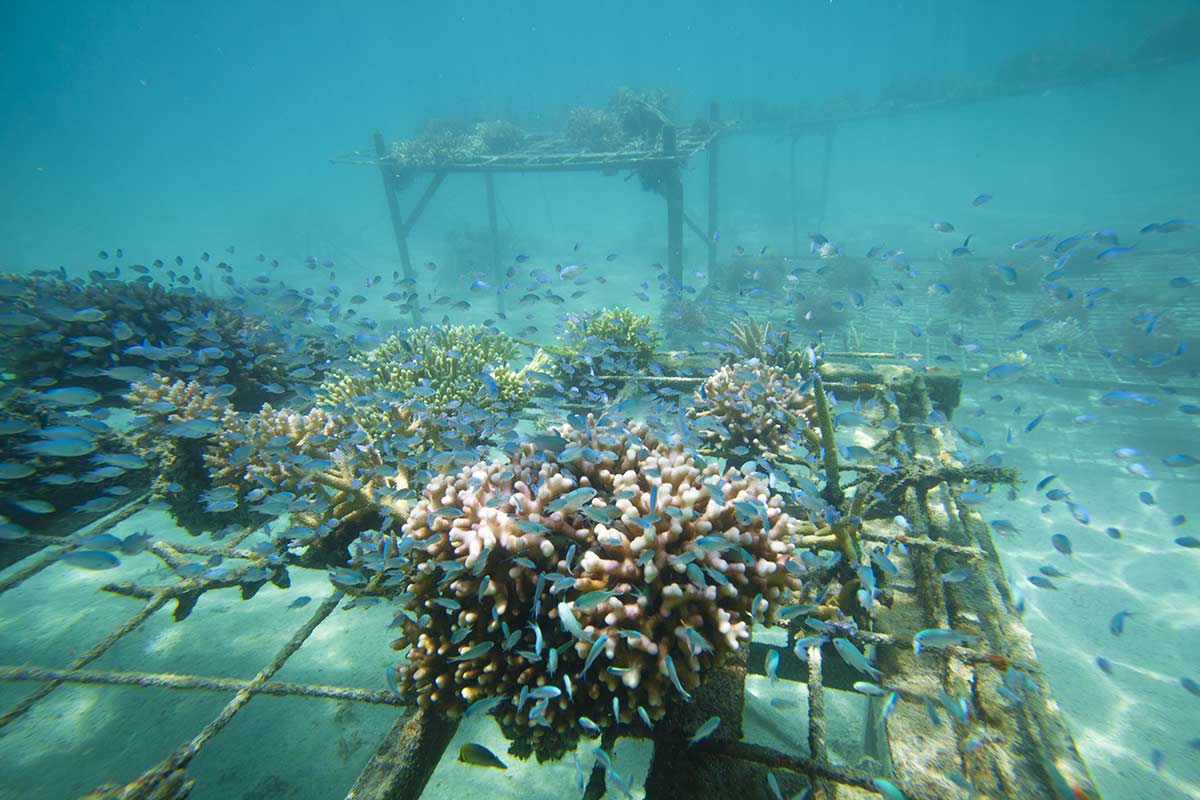 Plongée-boutures-coraux