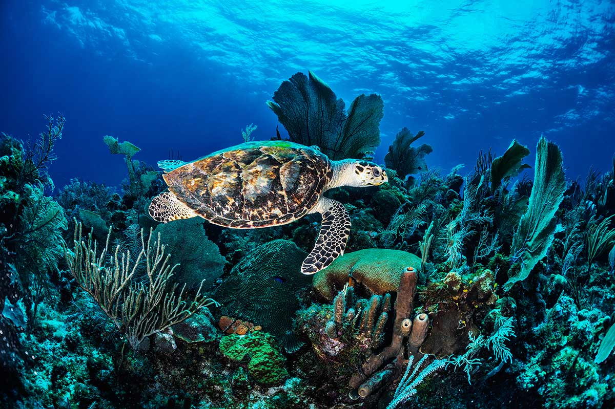 Plongee-Mexique-Caraibes