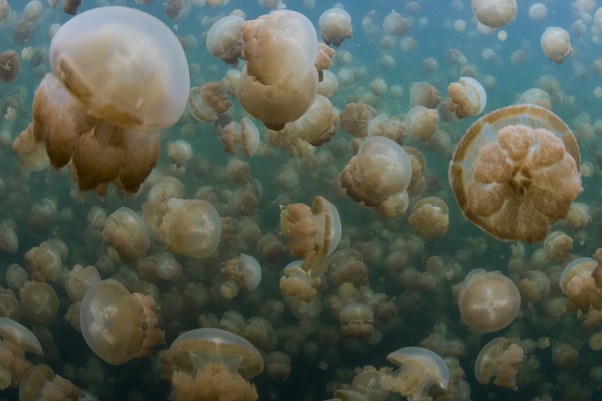 Lac-meduses-indonesie
