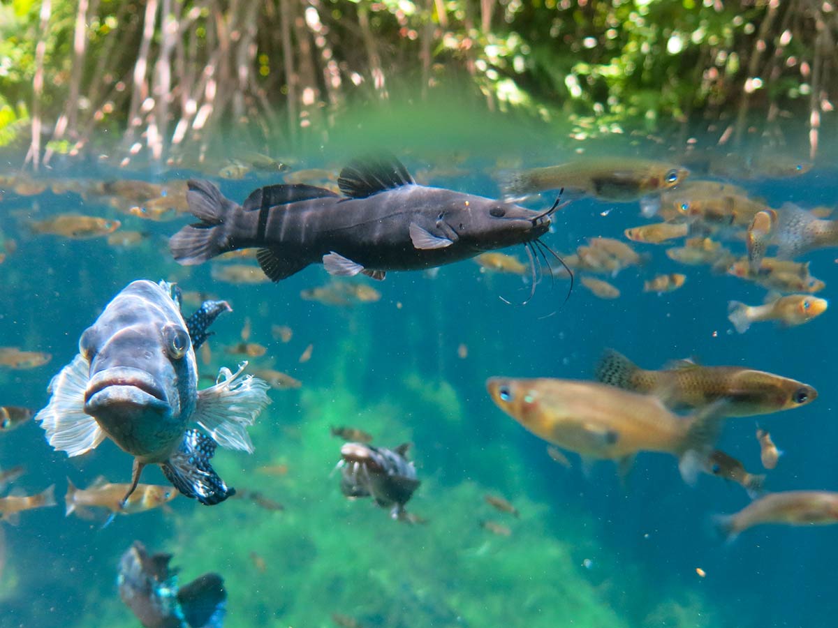 Plonger-dans-Cenotes