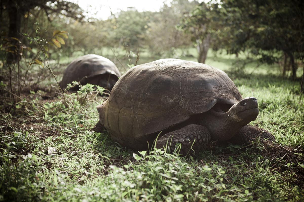 La tortue géante des Galapagos