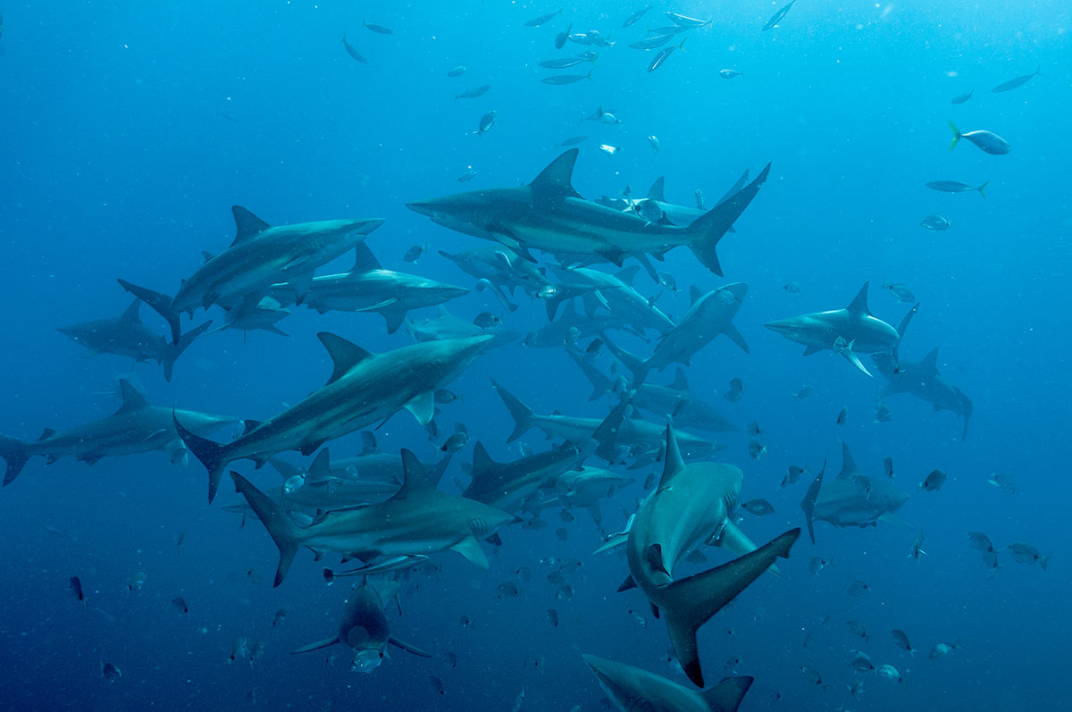 Requins-Afrique-du-Sud