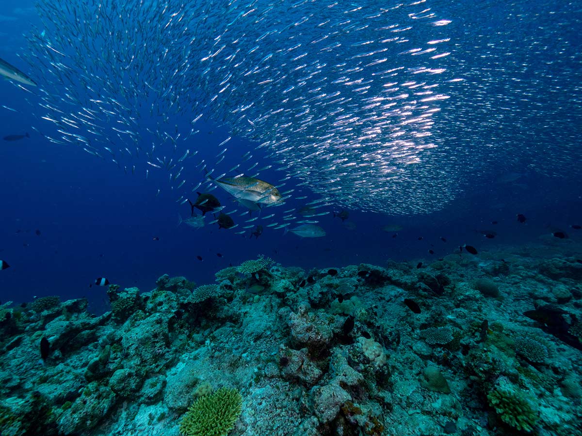 La-plongee-aux-Maldives