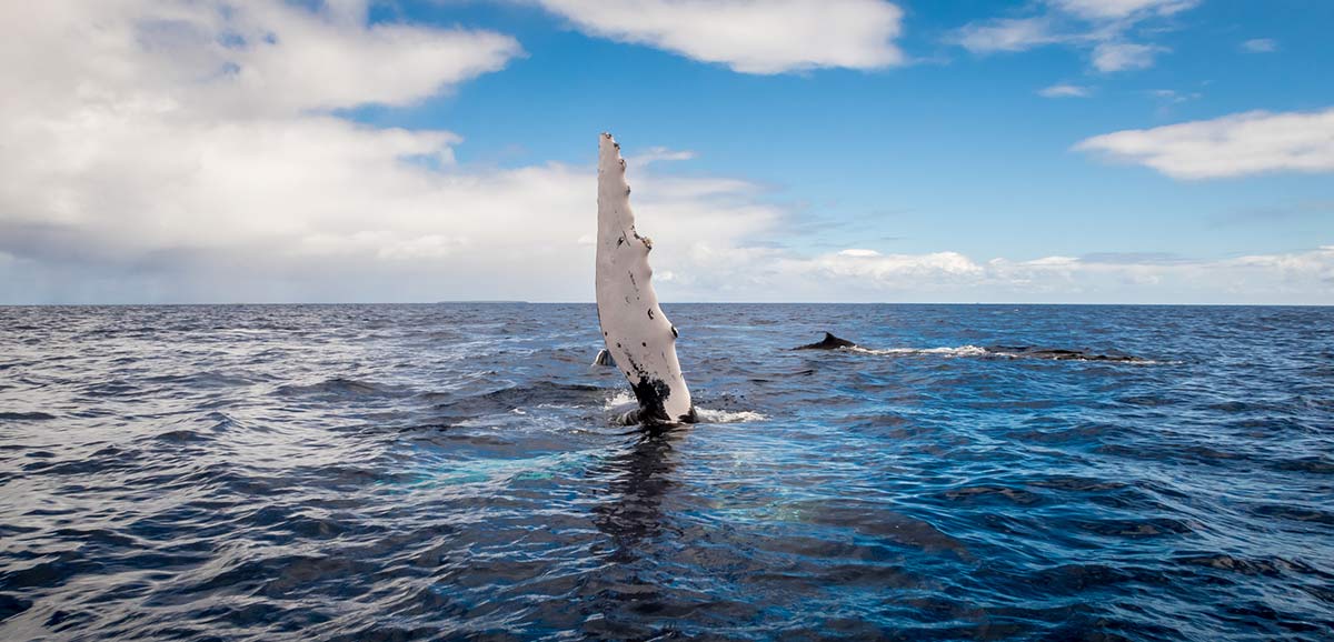 Ou-observer-baleines-Polynesie