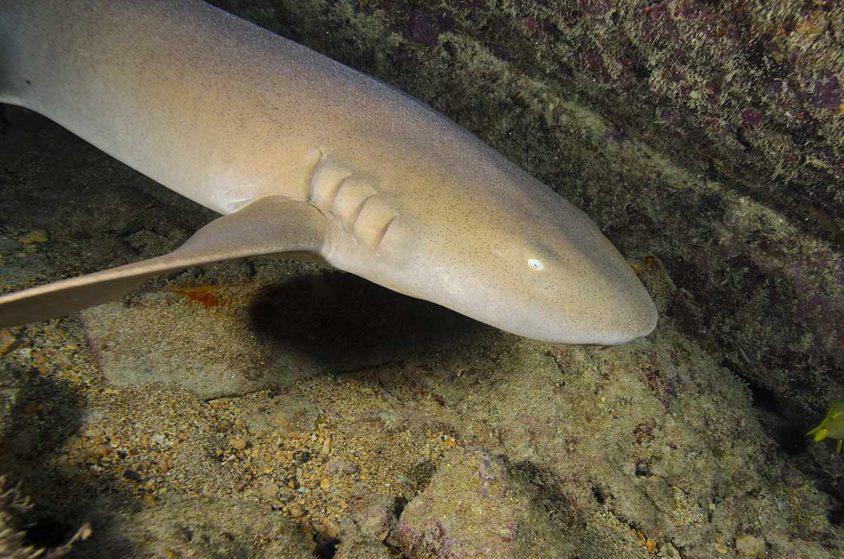 Requin-nourrice-Cap-Vert