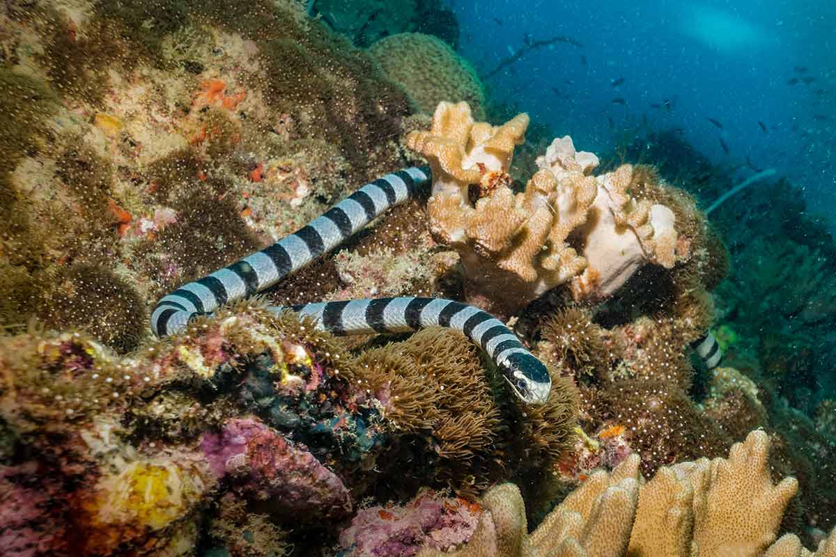 Cobra-de-mer-plongee
