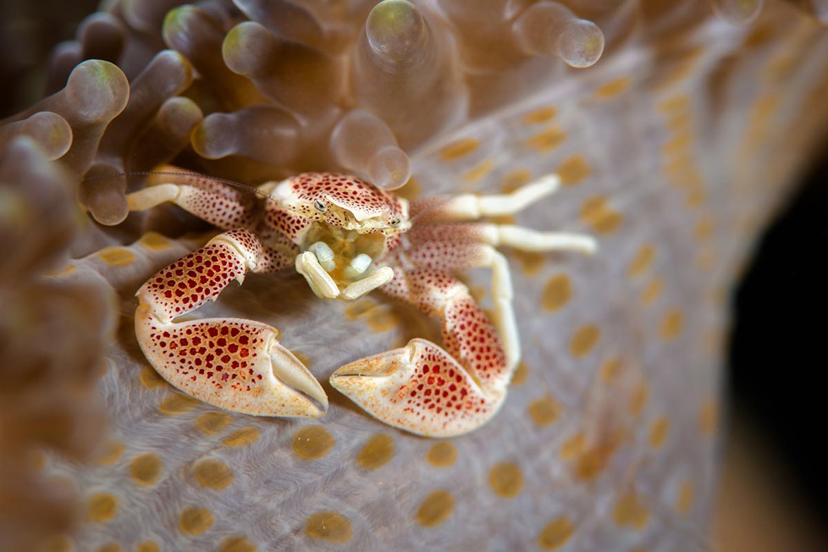 Crabe-procelaine-plongee