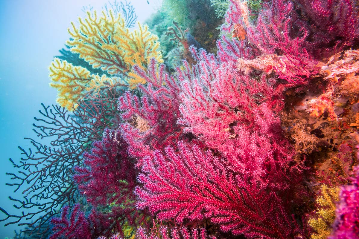 coraux-de-Mediterranee