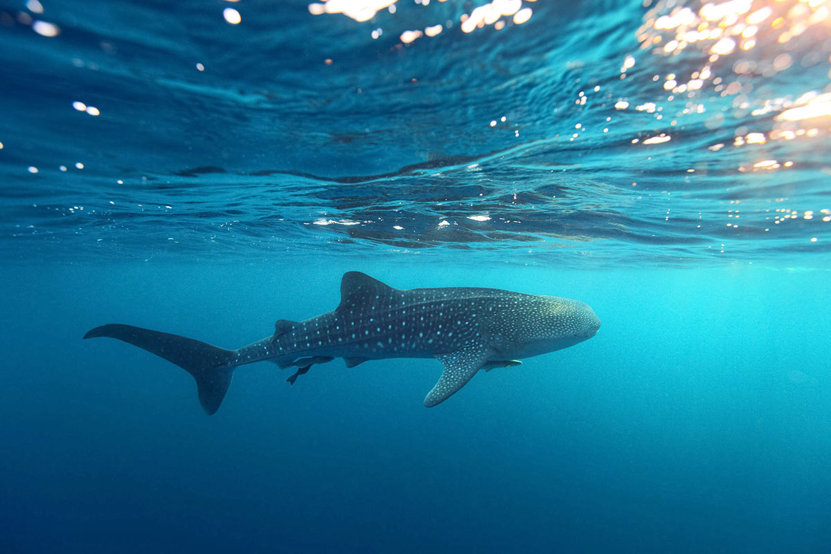 Plonger-avec-requin-baleine-Maldives