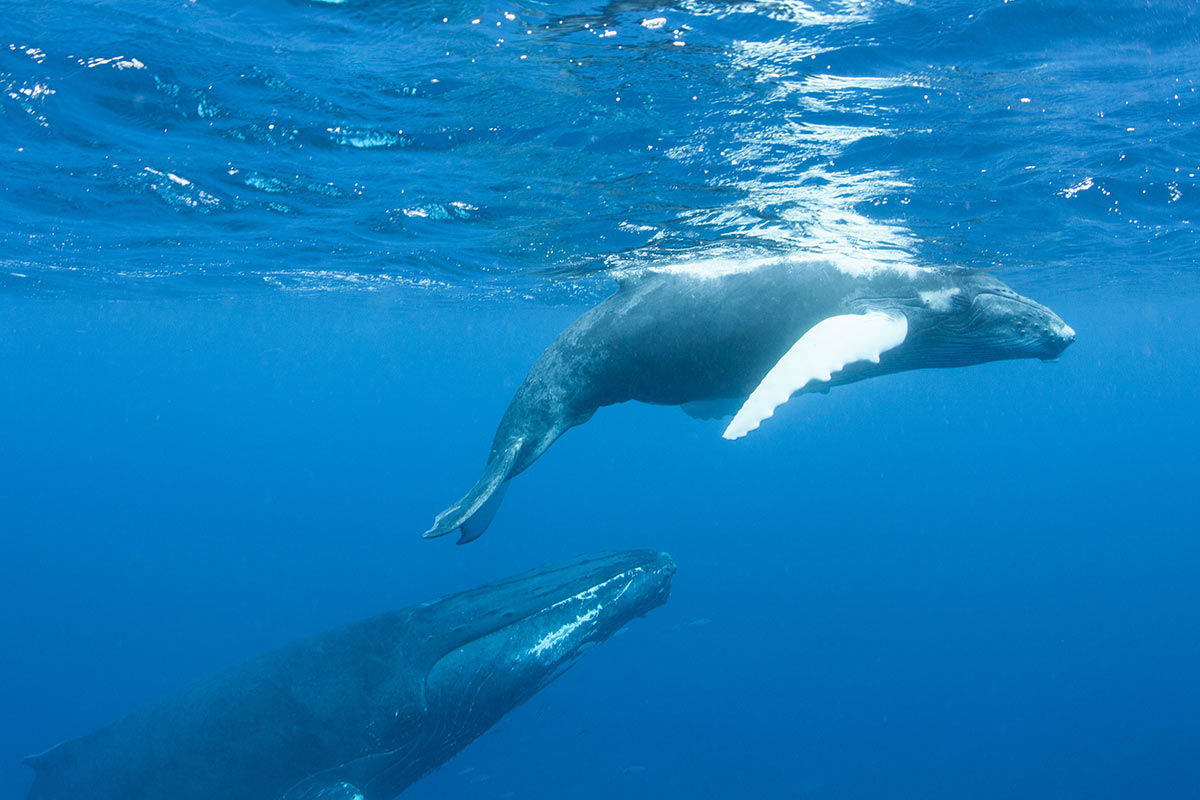 Plonger-avec-baleine-Polynesie