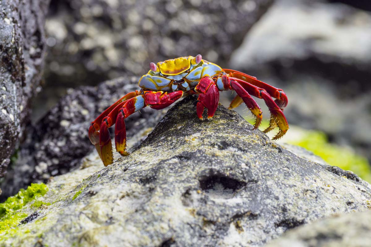 Le crabe rouge des Galapagos