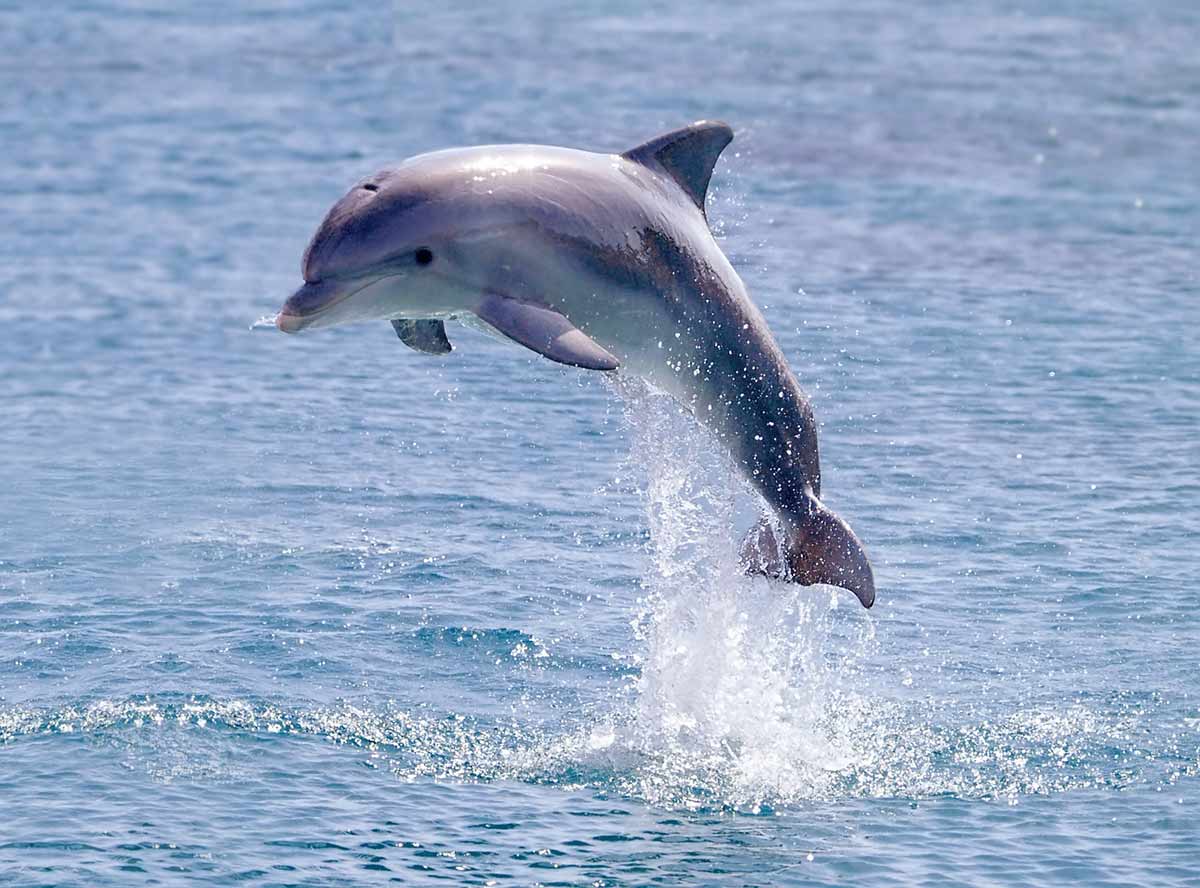Observer-dauphins-au-large-France