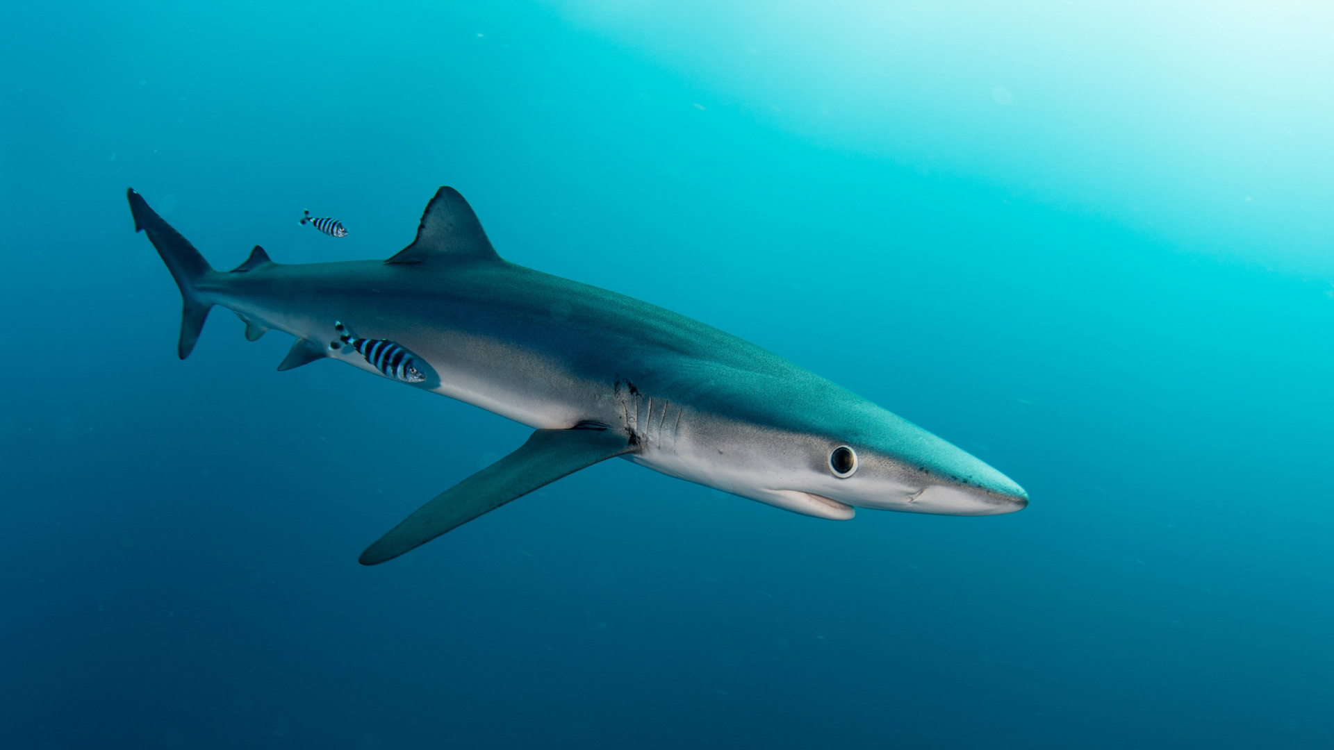 Alerte sur les plages méditerranéennes : les 10 espèces de requins les plus  communes en Méditerranée !
