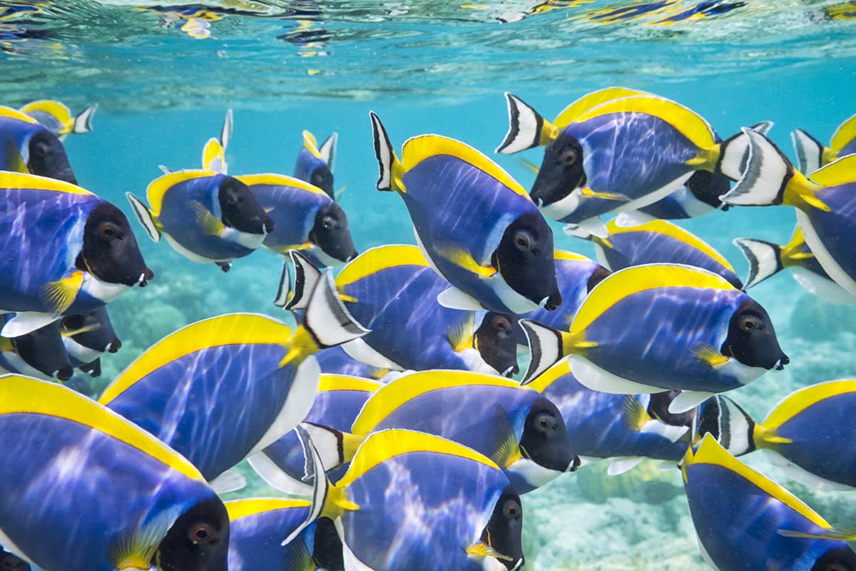 Snorkeling-Seychelles