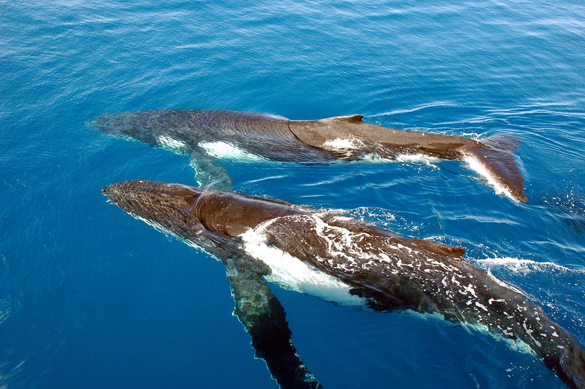 Nager-avec-baleines