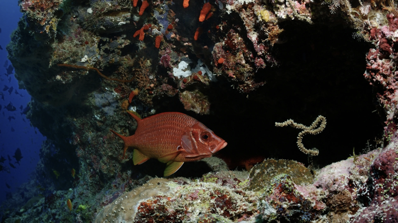 Une image contenant poisson, très coloré, poisson à nageoires piquantes, fond marinDescription générée automatiquement