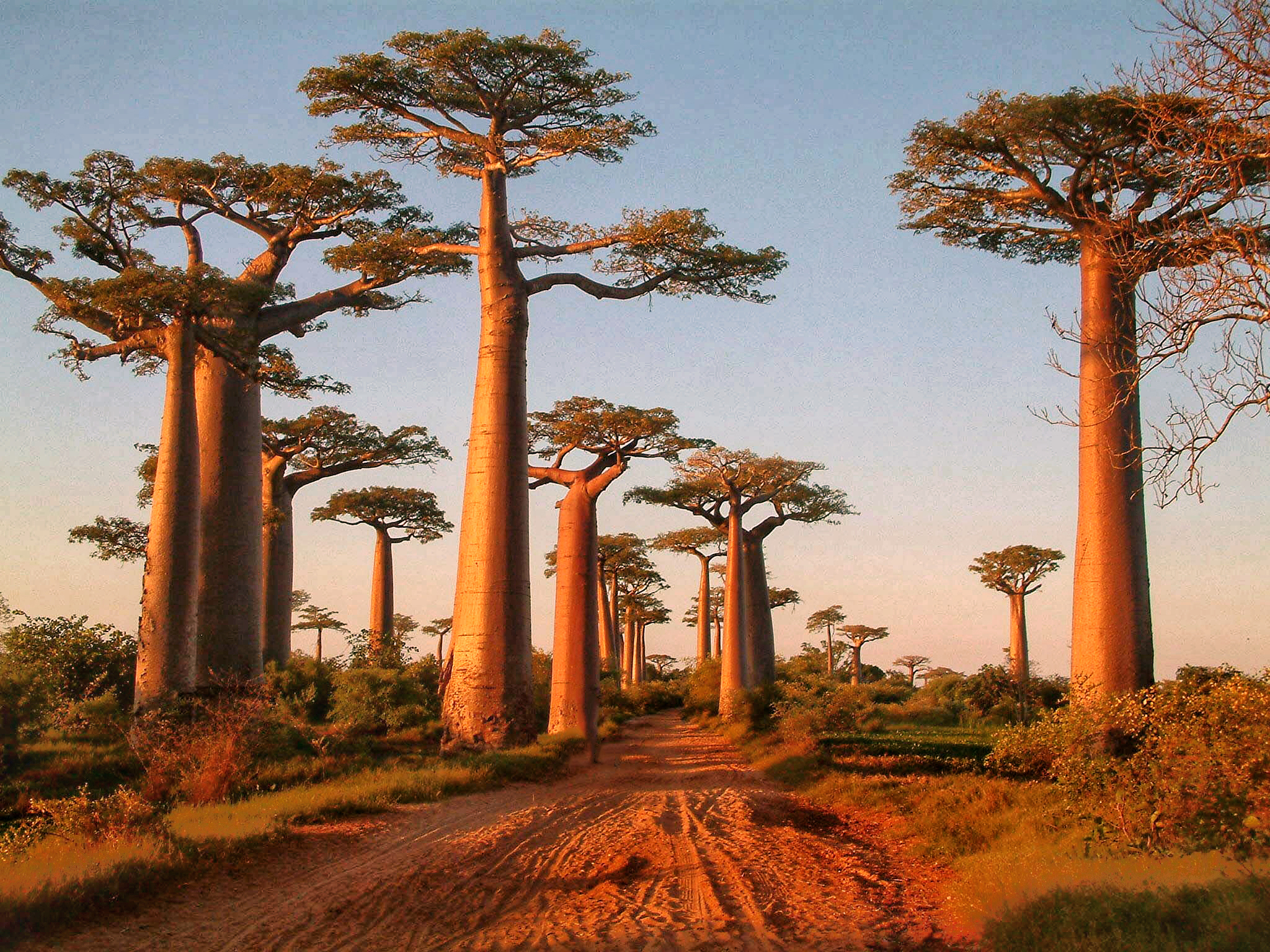 Avenue-des-baobabs-Madagascar
