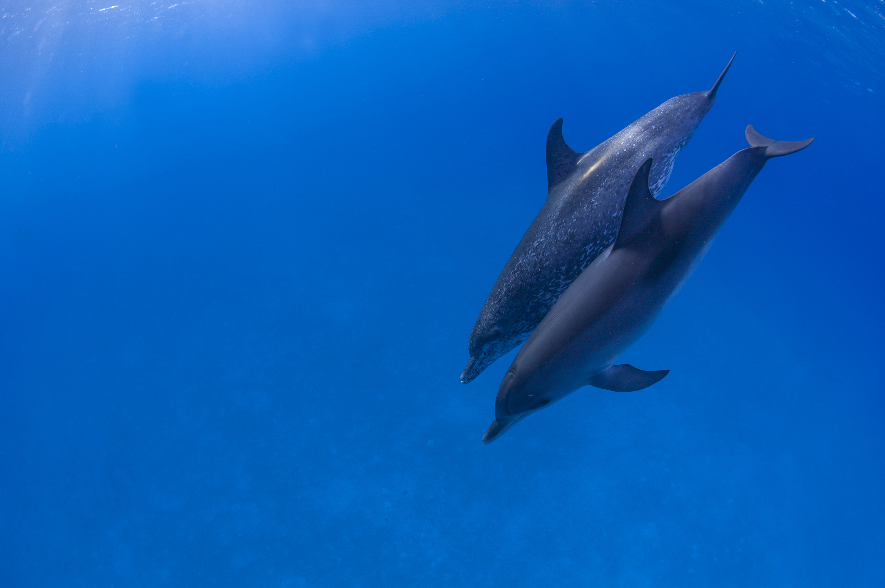 Especes-dauphins-Acores