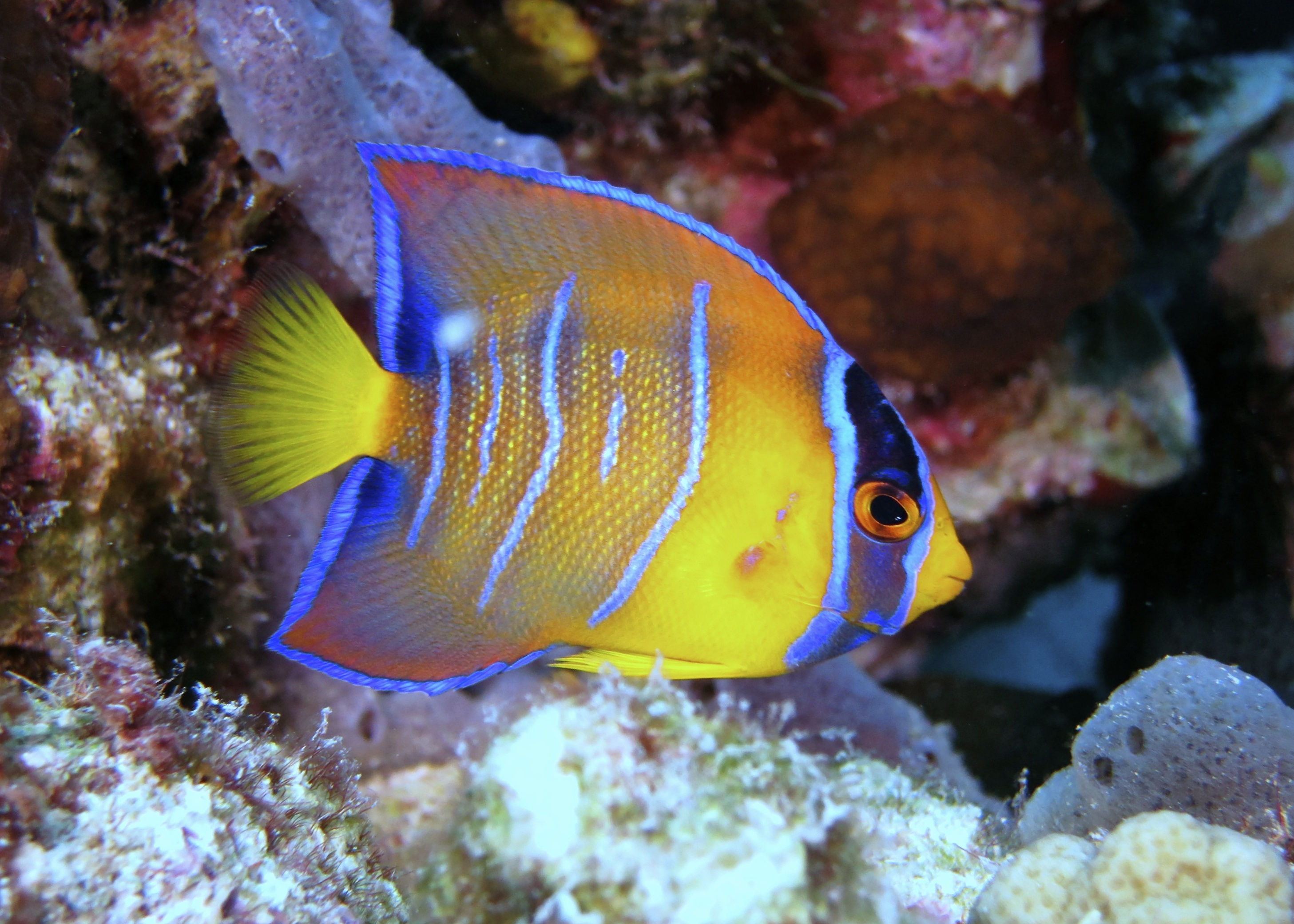 Une image contenant poisson à nageoires piquantes, poisson, très coloré