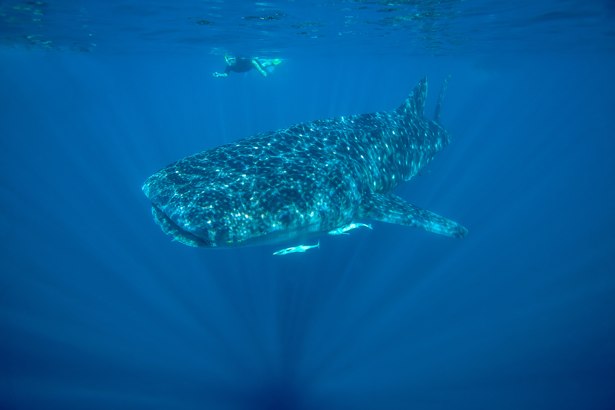 Plonger-requin-baleine-Madagascar