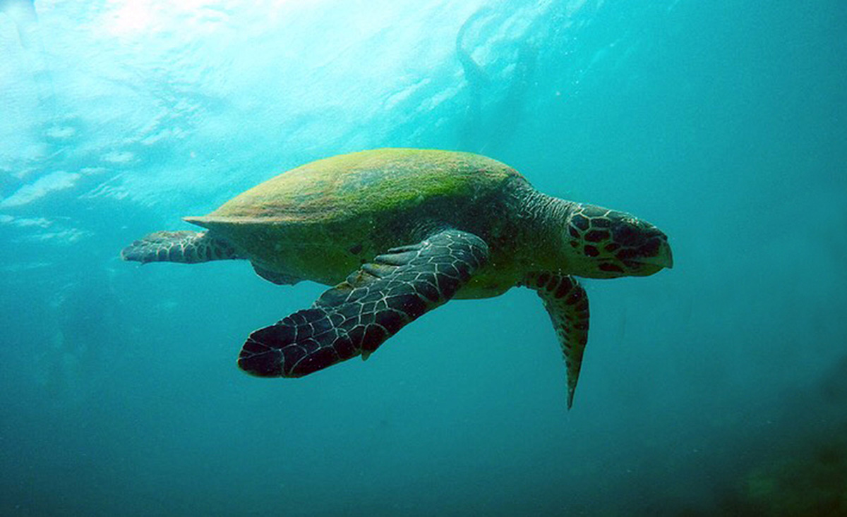 Plonger-avec-tortues-Philippines