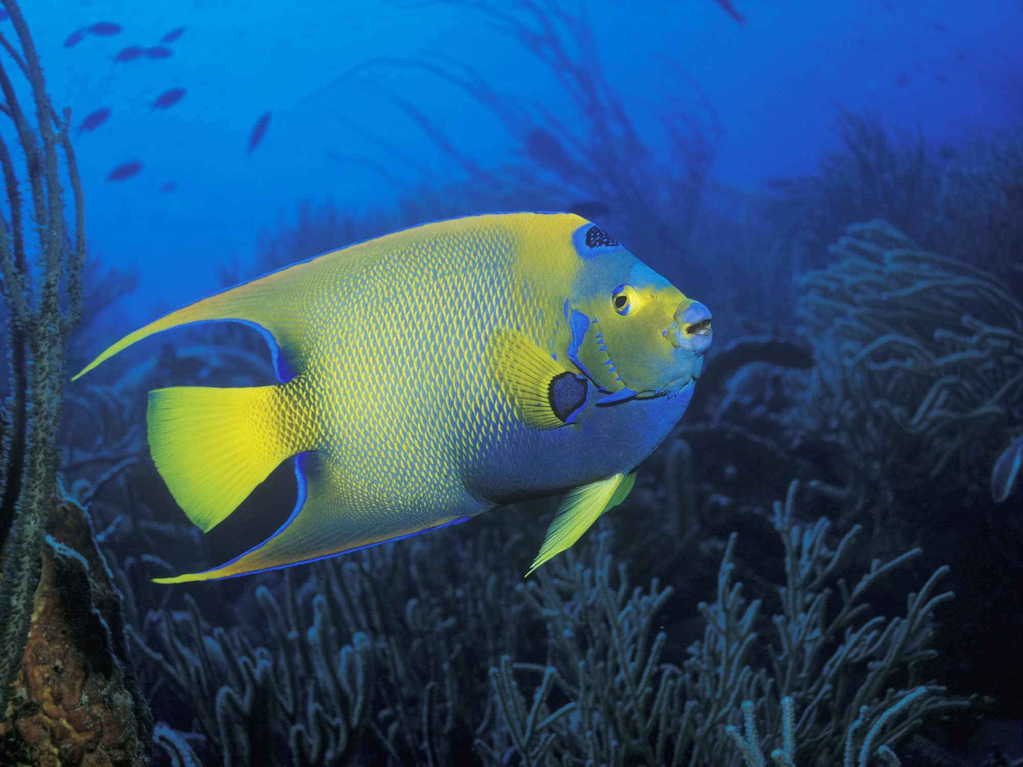Une image contenant poisson à nageoires piquantes, jaune, poisson, bleu