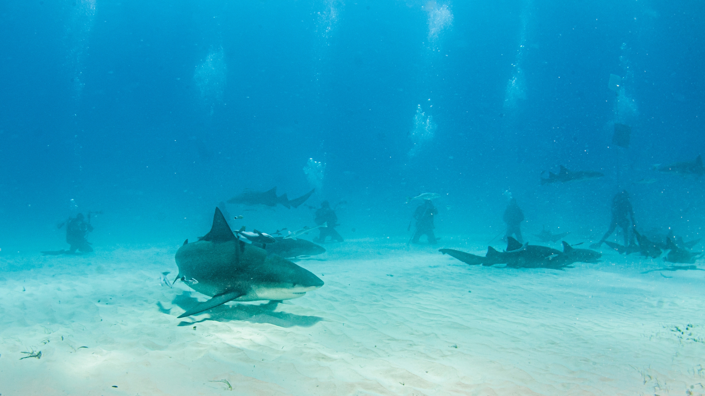 Plonger-requin-Yucatan