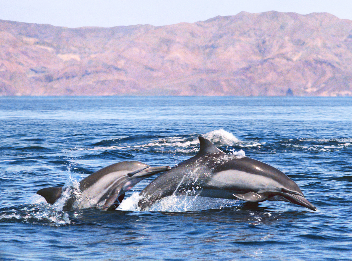 Plonger-dauphins-Oman