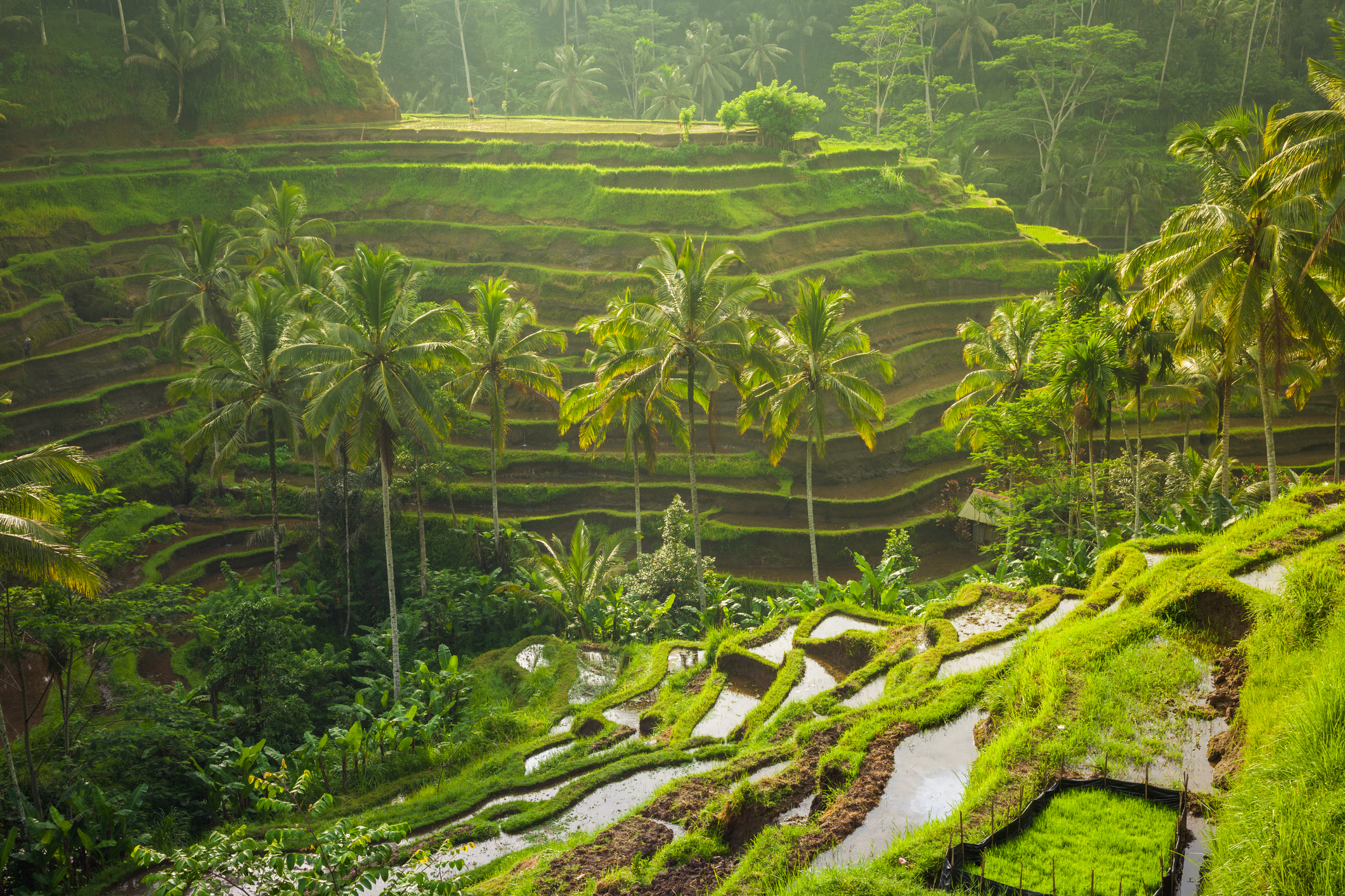 Visiter rizieres Indonesie