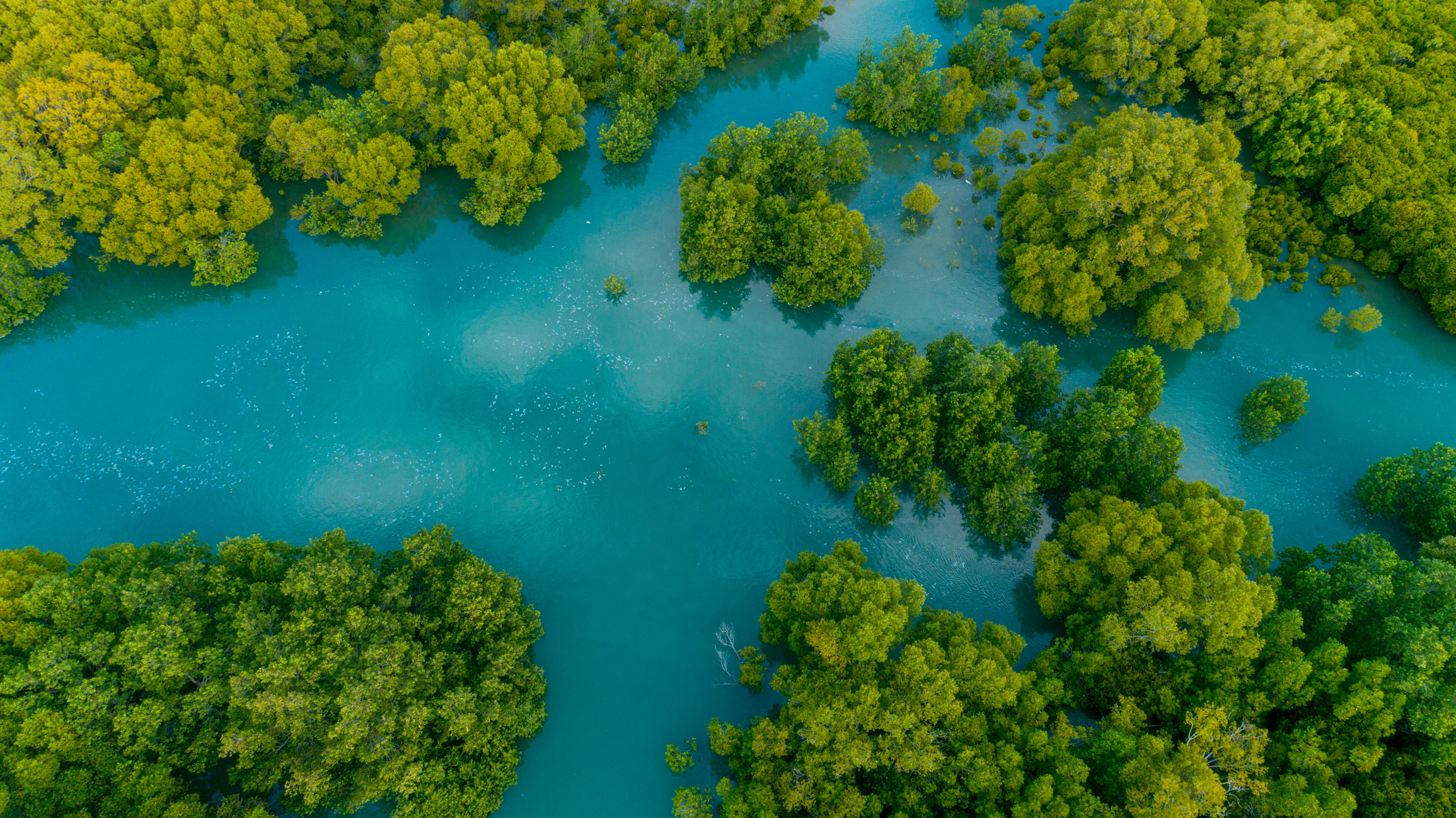 Decouvrir-mangroves