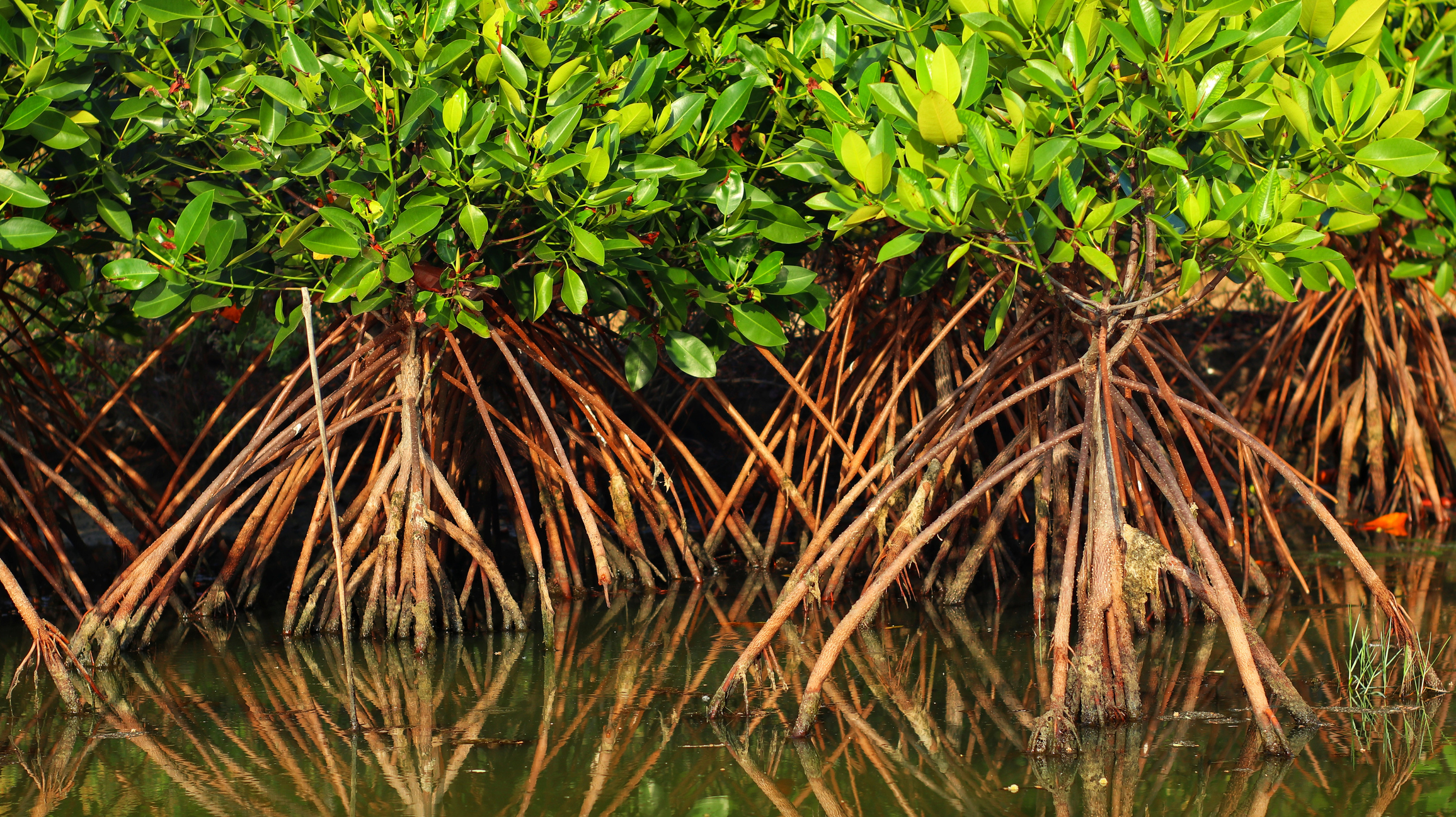Journee-internationale-des-mangroves
