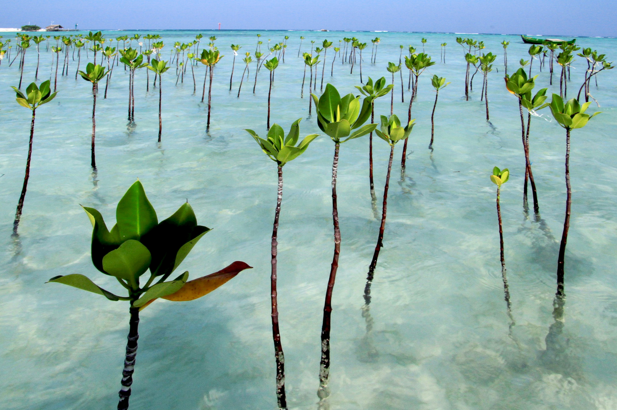 Faune-et-flore-des-mangroves