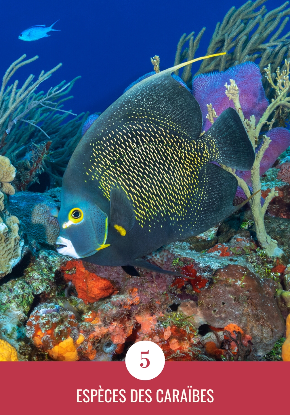 Une image contenant très coloré, poisson à nageoires piquantes, fond marin