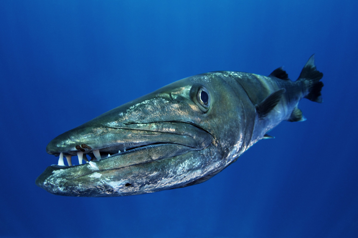 Barracuda-plongee