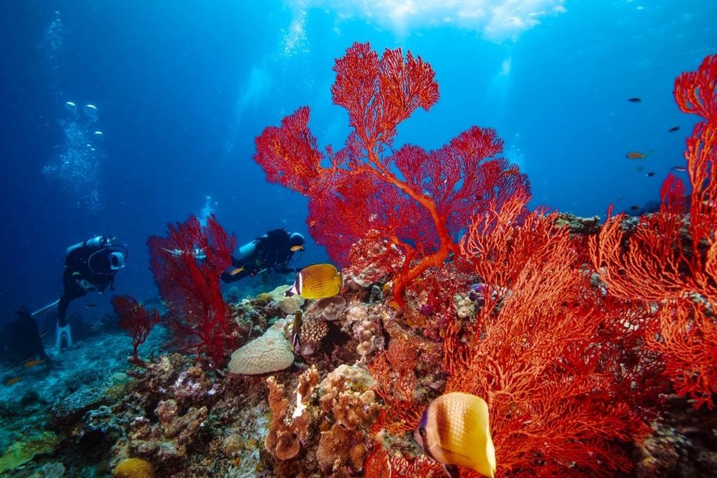coraux expé by Subocea