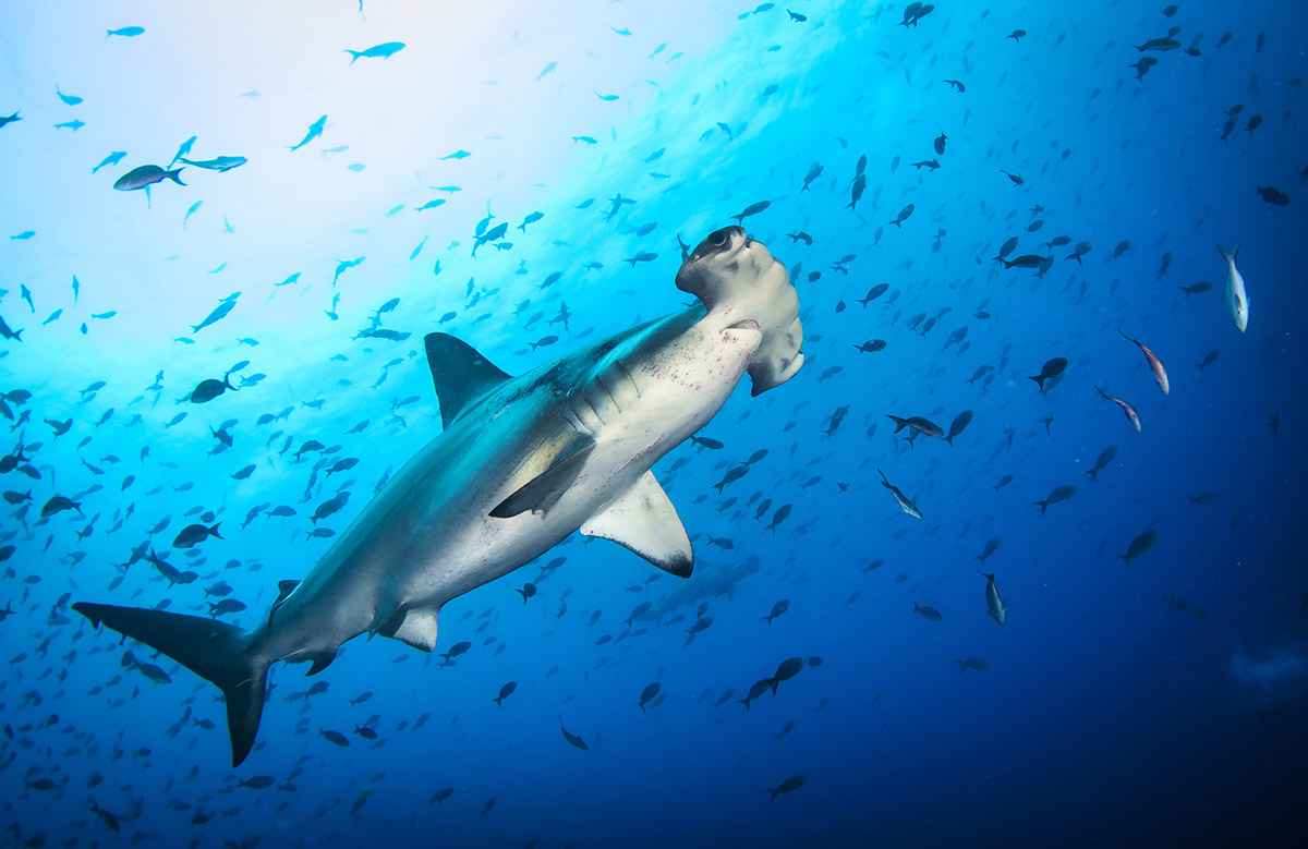 Plonger-avec-requin-marteau-Egypte