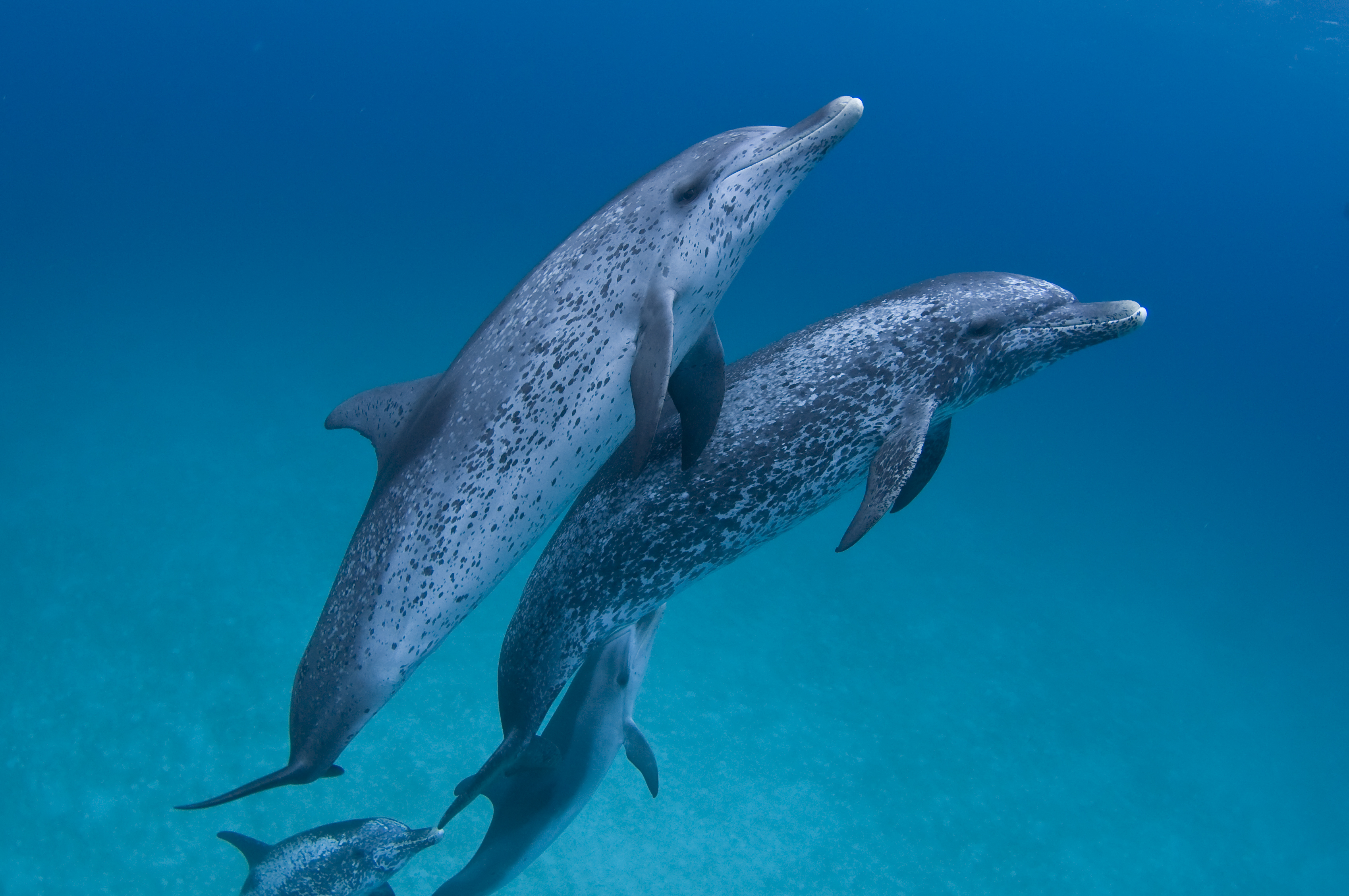 Plonger-dauphins-Acores