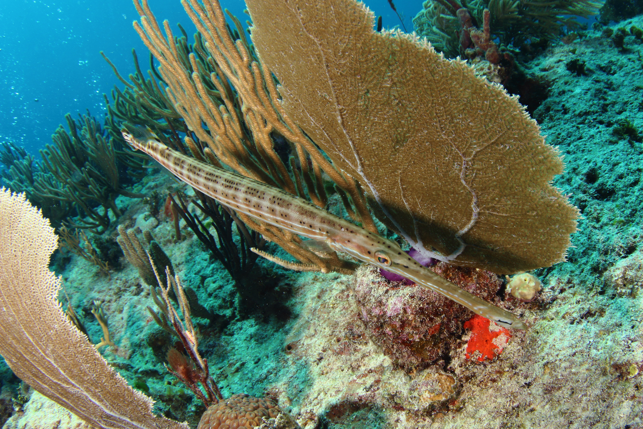 Especes-poissons-Caraibes