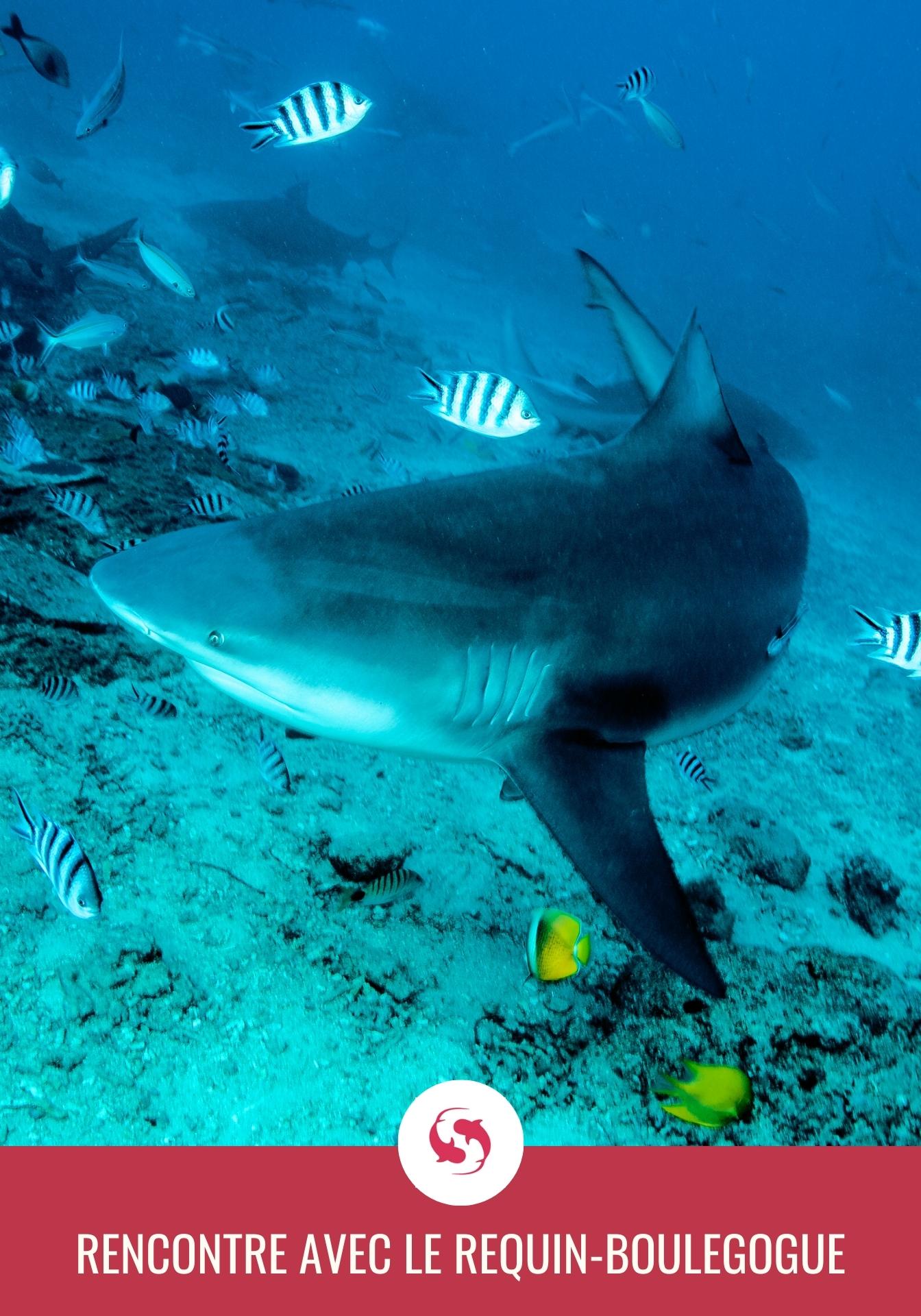 Plonger-requin-bouledogue-Mexique